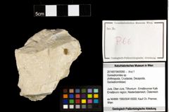 Foto (Objekt + Etiketten) von Goniodromites sp. 